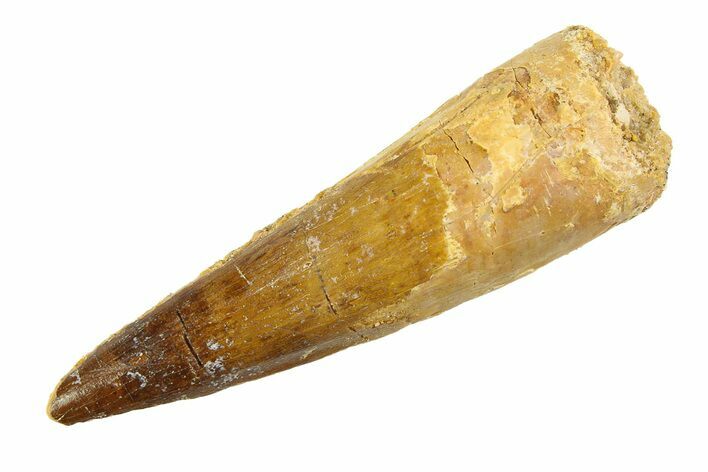 Fossil Spinosaurus Tooth - Real Dinosaur Tooth #346783